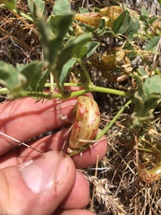 Astragalus iodanthus