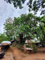 Adansonia digitata