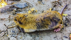 Cratogeomys castanops