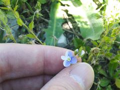 Veronica ceratocarpa