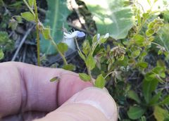 Veronica ceratocarpa