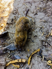 Cratogeomys castanops