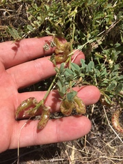 Astragalus iodanthus