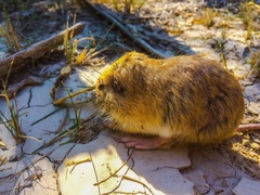 Cratogeomys castanops