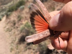 Cratypedes lateritius