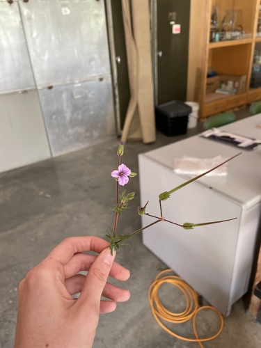 iNaturalist observation photo of Mediterranean Stork's-bill
