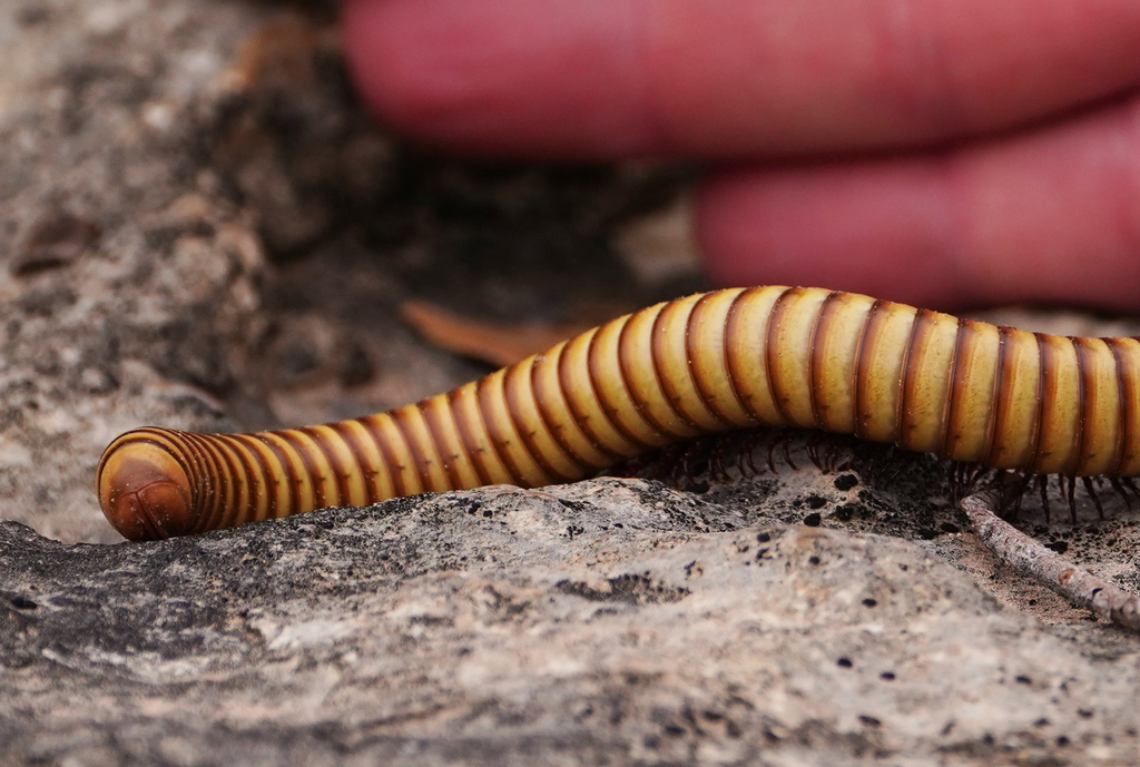 Desert Millipede from Terrell County, TX, USA on April 26, 2022 at 09: ...