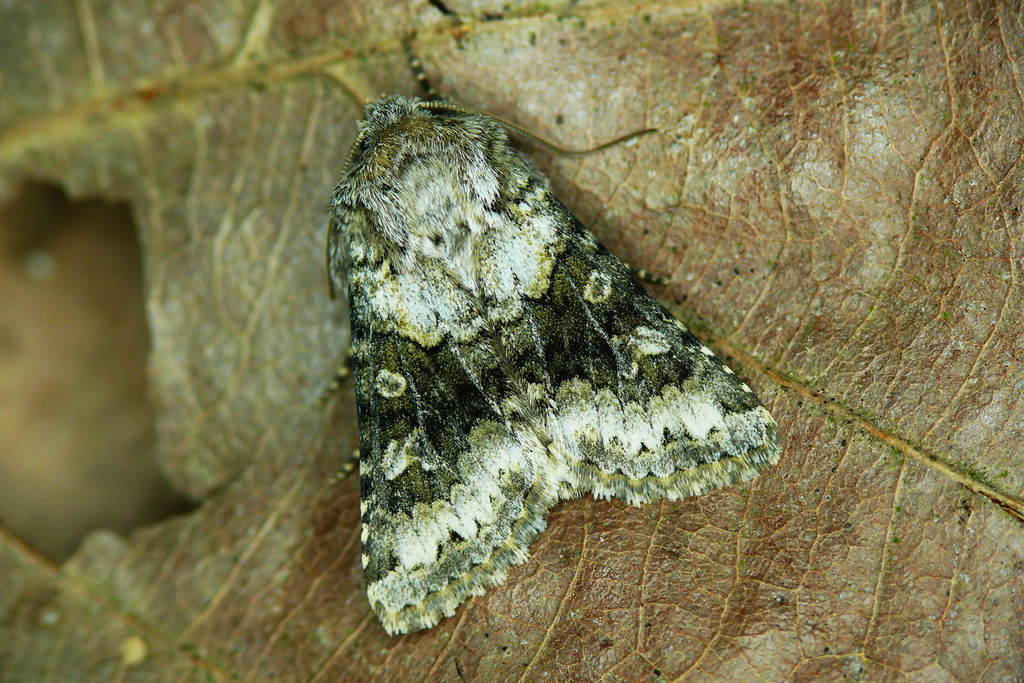 Broad-barred White, photo 1 of 10