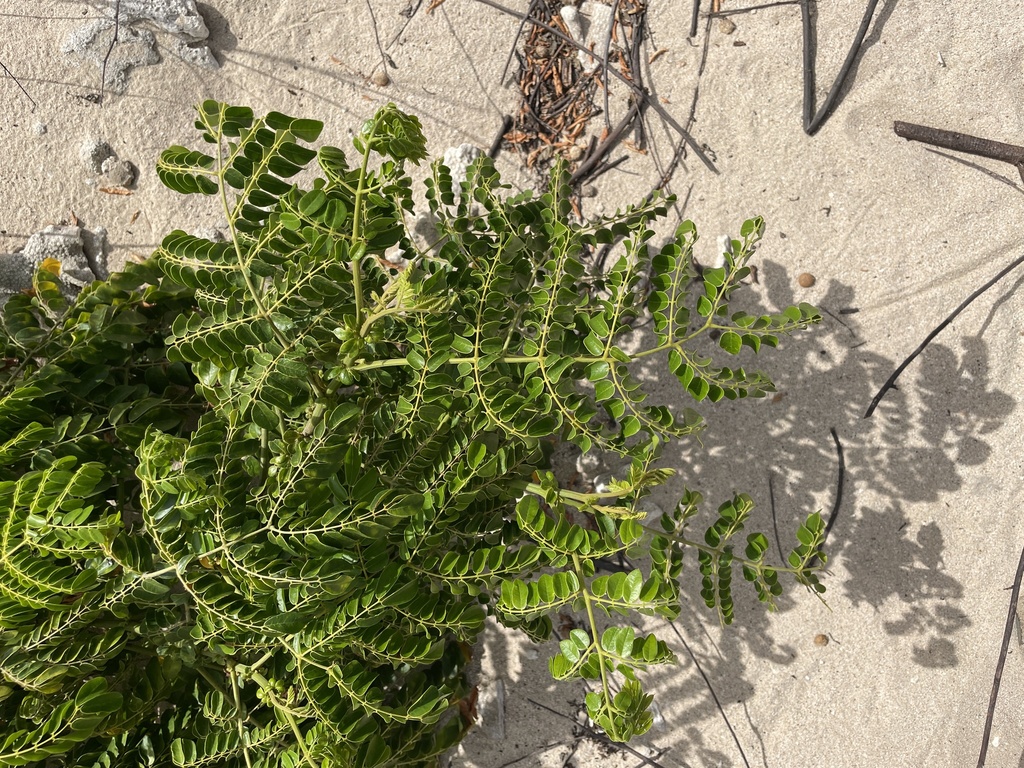 Nickernut Beanshell Nickernut from Isla Clarión, Tecomán, BCS, MX on April 21, 2022 at 01: ...