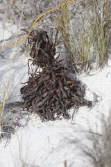 Hyobanche thinophila