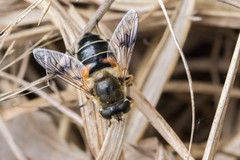 Eristalis picea