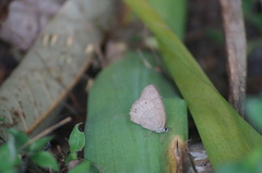 Cissia phronius
