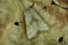 Orthosia opima
