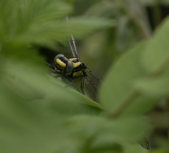Gomphus vulgatissimus