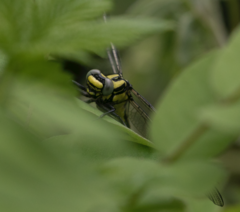 Gomphus vulgatissimus