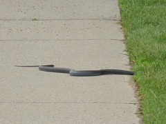 Coluber constrictor foxii