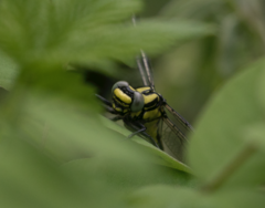 Gomphus vulgatissimus