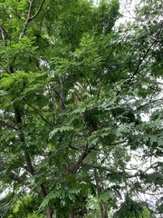 Paubrasilia echinata