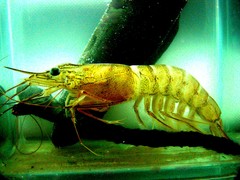 Atlantic seabob