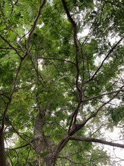 Paubrasilia echinata