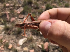 Cratypedes lateritius