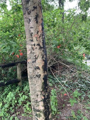 Paubrasilia echinata