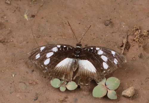 Aterica galene galene