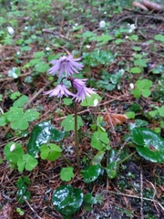 Soldanella montana