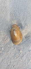 Cymbula compressa