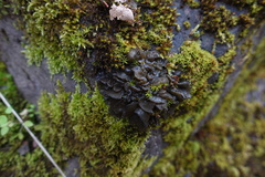 Lathagrium auriforme