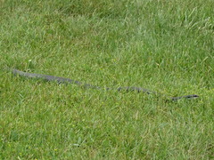 Coluber constrictor foxii