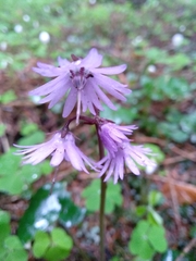 Soldanella montana