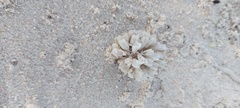 Flustra