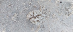 Flustra