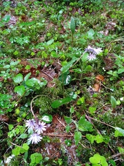 Soldanella montana