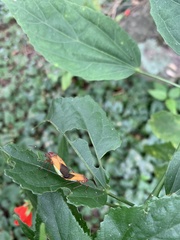 Hypselonotus interruptus