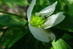 Anemonoides nemorosa