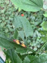 Hypselonotus interruptus