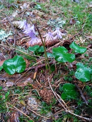 Soldanella montana
