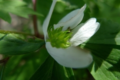 Anemonoides nemorosa