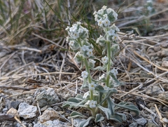 Oreocarya hoffmannii