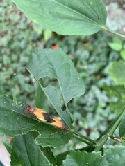 Hypselonotus interruptus