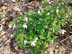 Anemonoides nemorosa