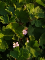 Geranium rotundifolium