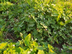 Geranium rotundifolium