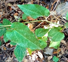 Aristolochia sempervirens