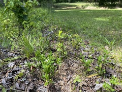Spigelia loganioides