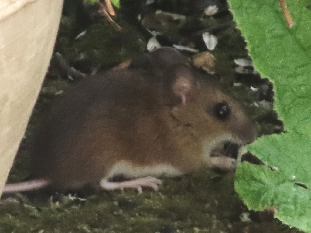European Wood Mouse from Milton Street, Polegate BN26 5RP, UK on May 7