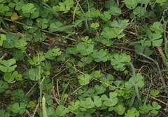 Marsilea macropoda