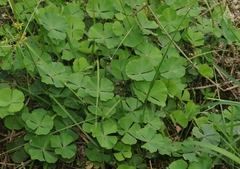 Marsilea macropoda